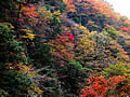The autumnal leaves of a Kosegawa ravine