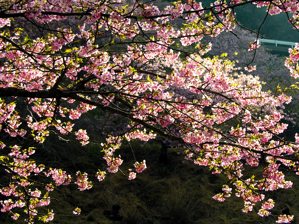 伊豆・河津桜を見に　左クリックで河津桜へ右クリック背景に設定で壁紙へ