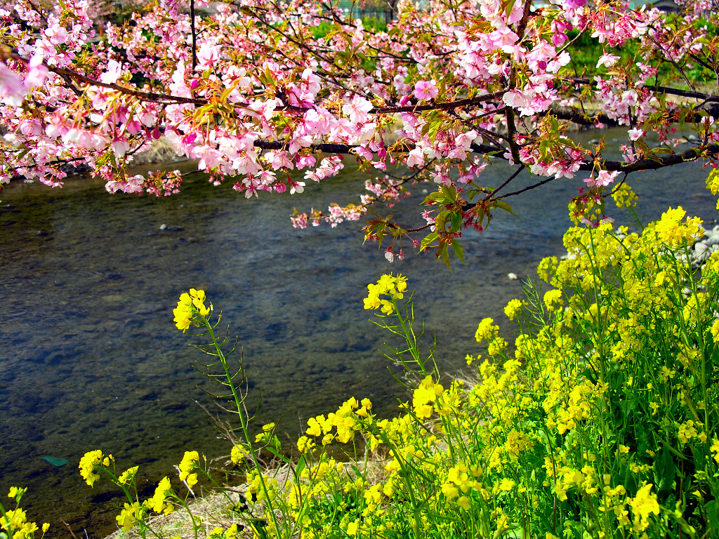 河津桜の色の変化　左クリックで河津桜へ右クリック背景に設定で壁紙へ
