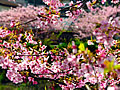 峰地区に咲く桜