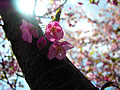 桜の幹と桜の花