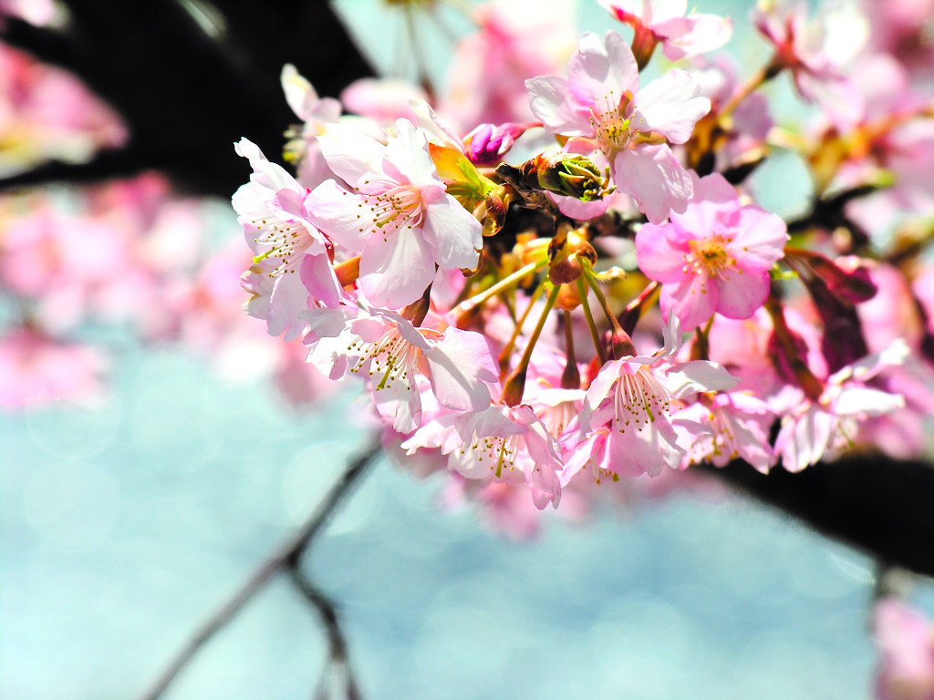 河津桜　可憐な花びら　左クリックで河津桜へ右クリック背景に設定で壁紙へ