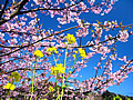 桜並木　桜と菜の花