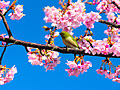 桜とメジロと青空
