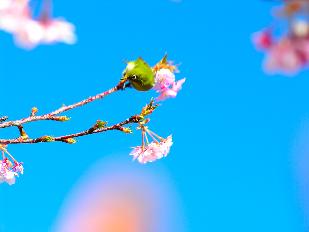 河津桜並木で見かけた桜とメジロ　左クリックで河津桜へ右クリック背景に設定で壁紙へ