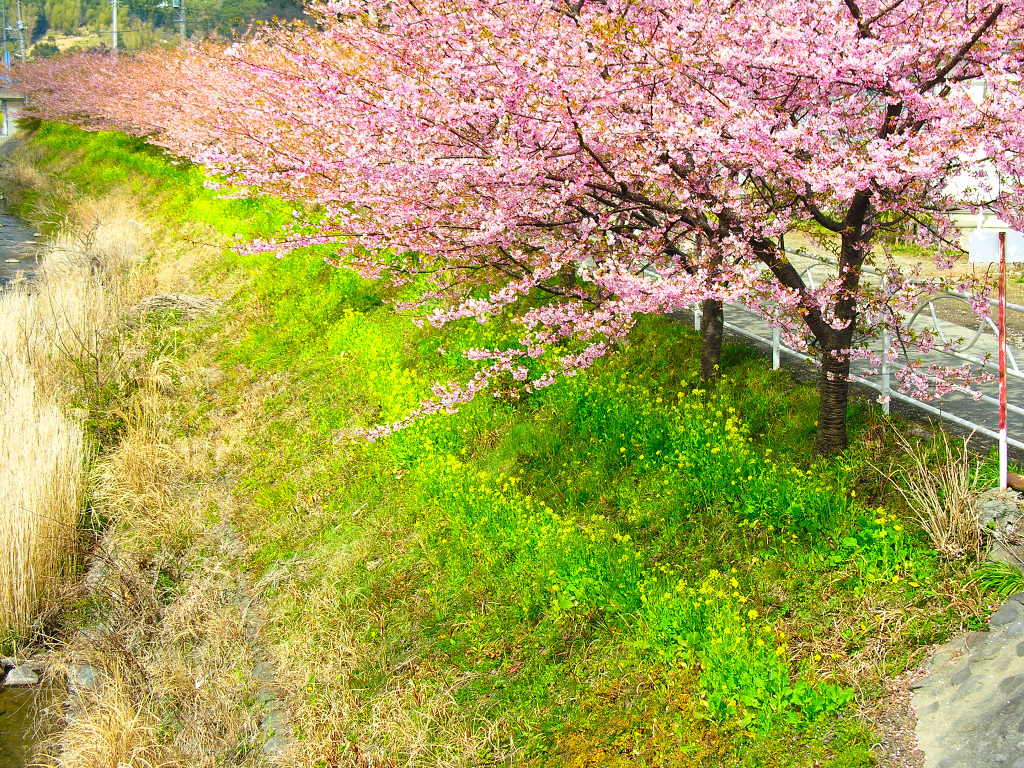 河津川沿いの桜並木　左クリックで河津桜へ右クリック背景に設定で壁紙へ