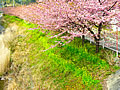 河津川沿いの桜並木