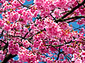 下佐ヶ野・友城の桜