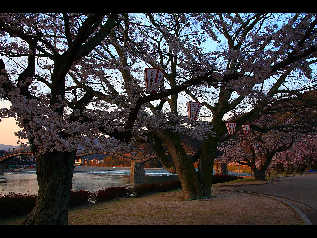 錦川川岸の桜　左クリックで錦帯橋 桜へ右クリック背景に設定で壁紙へ