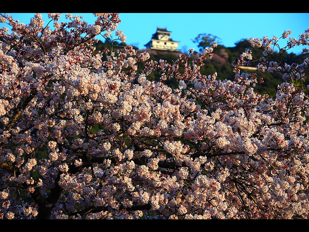 桜越しに見上げる岩国城　左クリックで錦帯橋 桜へ右クリック背景に設定で壁紙へ