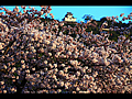 桜越しに見上げる岩国城