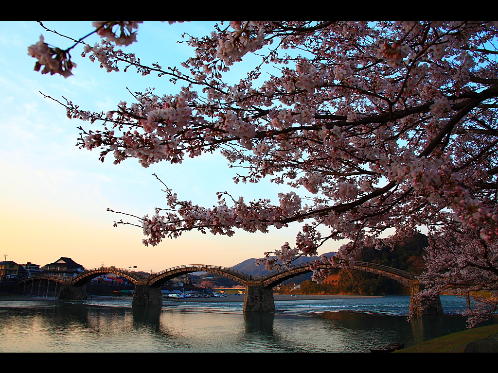 日本さくら名所100選・錦帯橋　左クリックで錦帯橋 桜へ右クリック背景に設定で壁紙へ