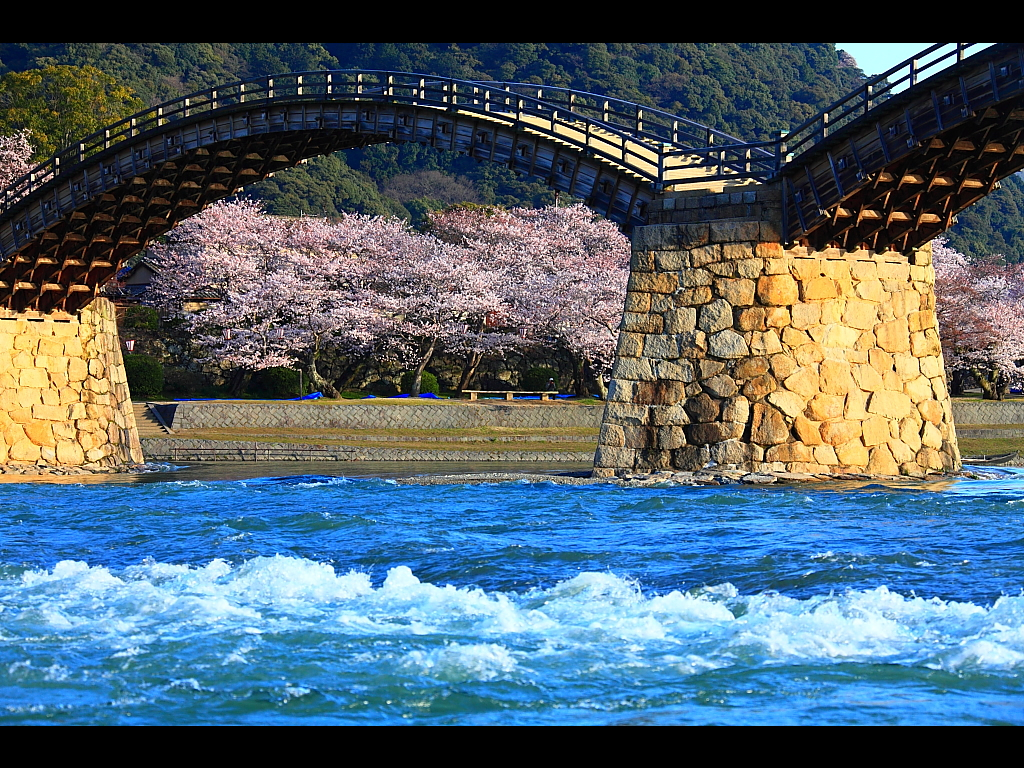 錦川の川の流れと桜と錦帯橋　左クリックで錦帯橋 桜へ右クリック背景に設定で壁紙へ