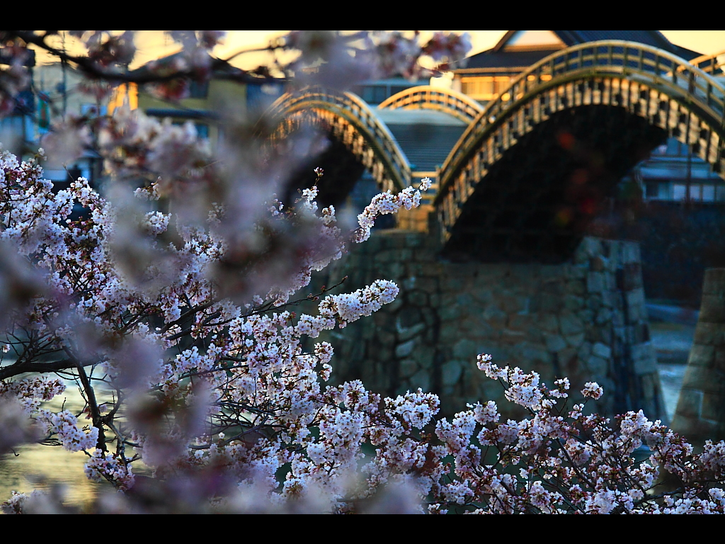 桜越しに見るアーチ状の錦帯橋　左クリックで錦帯橋 桜へ右クリック背景に設定で壁紙へ