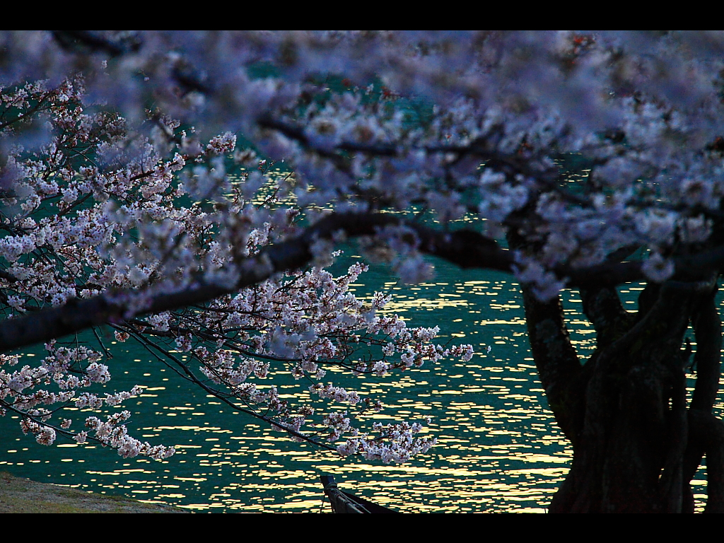 桜と朝日に輝く錦川の水面　左クリックで錦帯橋 桜へ右クリック背景に設定で壁紙へ