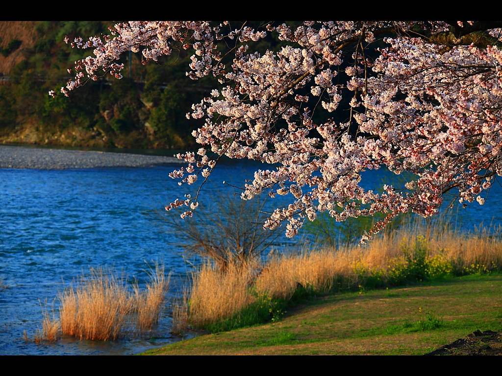 錦帯橋の早朝の様子　左クリックで錦帯橋 桜へ右クリック背景に設定で壁紙へ