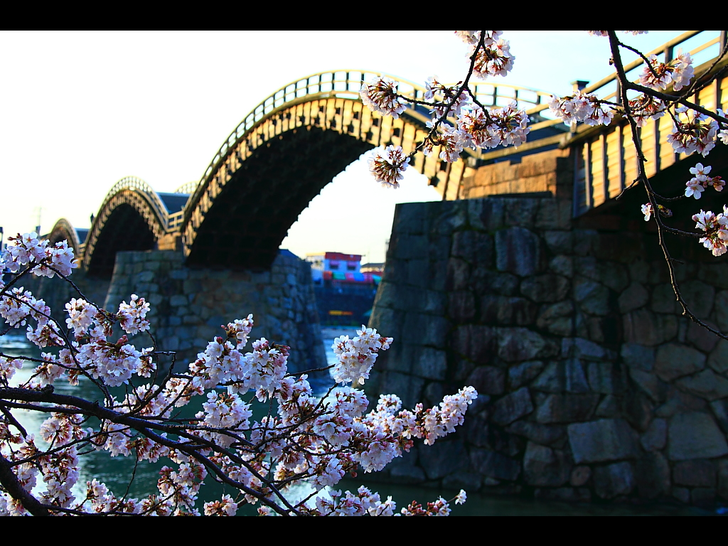 錦帯橋の桜見頃時期　左クリックで錦帯橋 桜へ右クリック背景に設定で壁紙へ