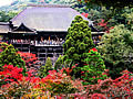 The stage of the Kiyomizu temple and autumnal leaves