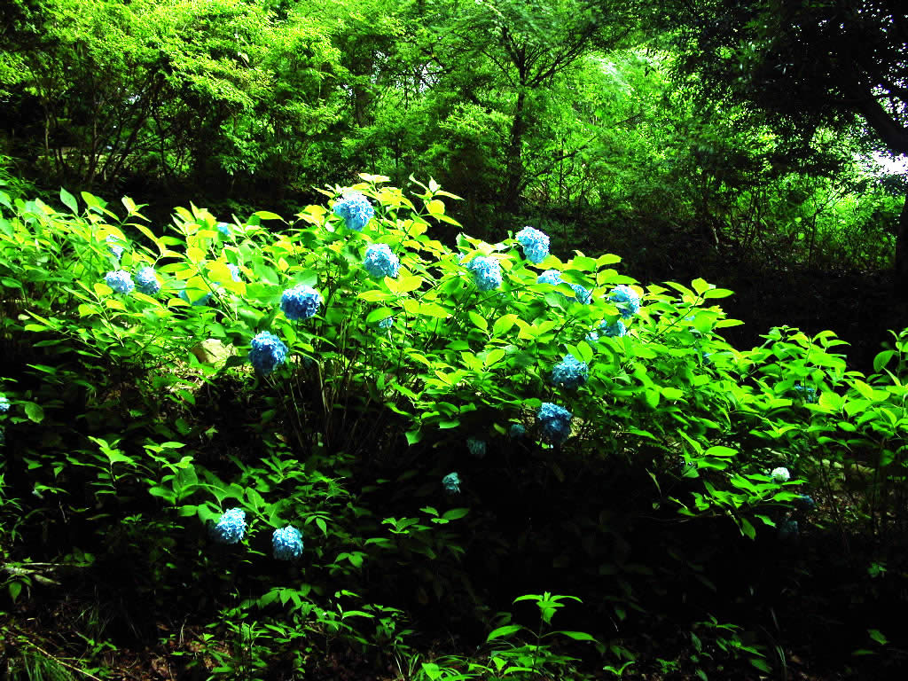 Kobe forest plant garden