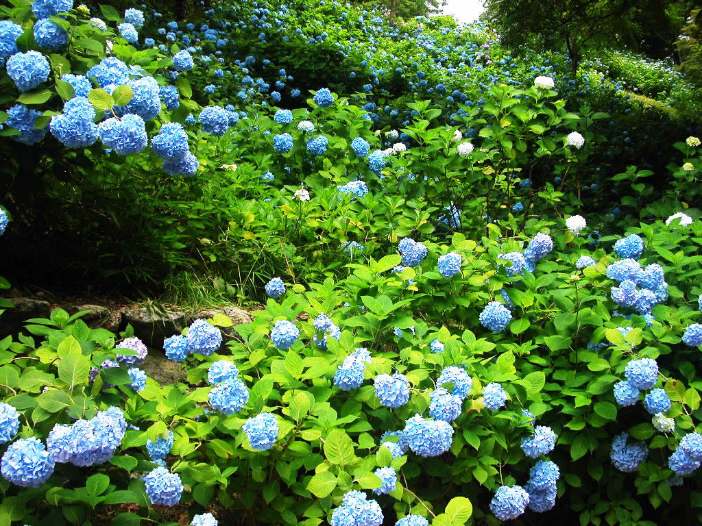 The color of a hydrangea