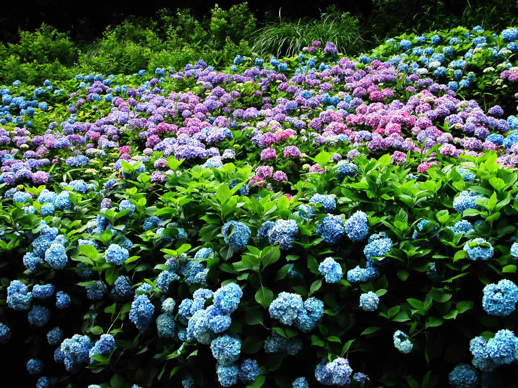 Hydrangea best time to see of the Kobe forest plant garden