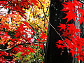 Komyo-ji -- crimson autumnal leaves