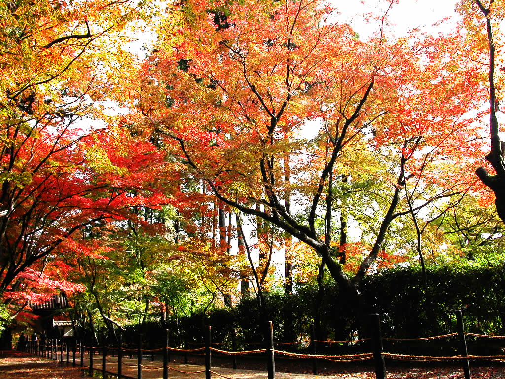 The autumnal-leaves approach to Komyo-ji