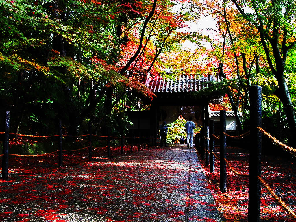 The autumnal leaves of Komyo-ji Sanmon
