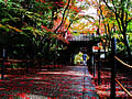 The autumnal leaves of Komyo-ji Sanmon