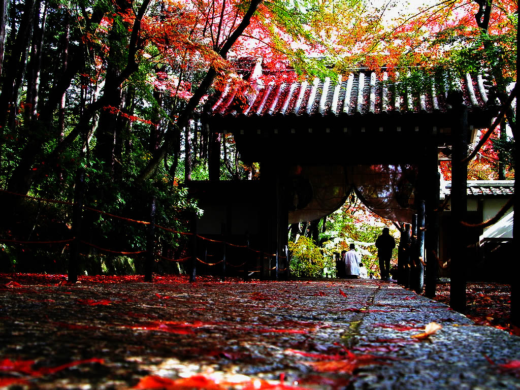 Autumnal leaves of Komyo-ji Sanmon   From the bottom