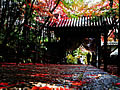 Autumnal leaves of Sanmon From the bottom