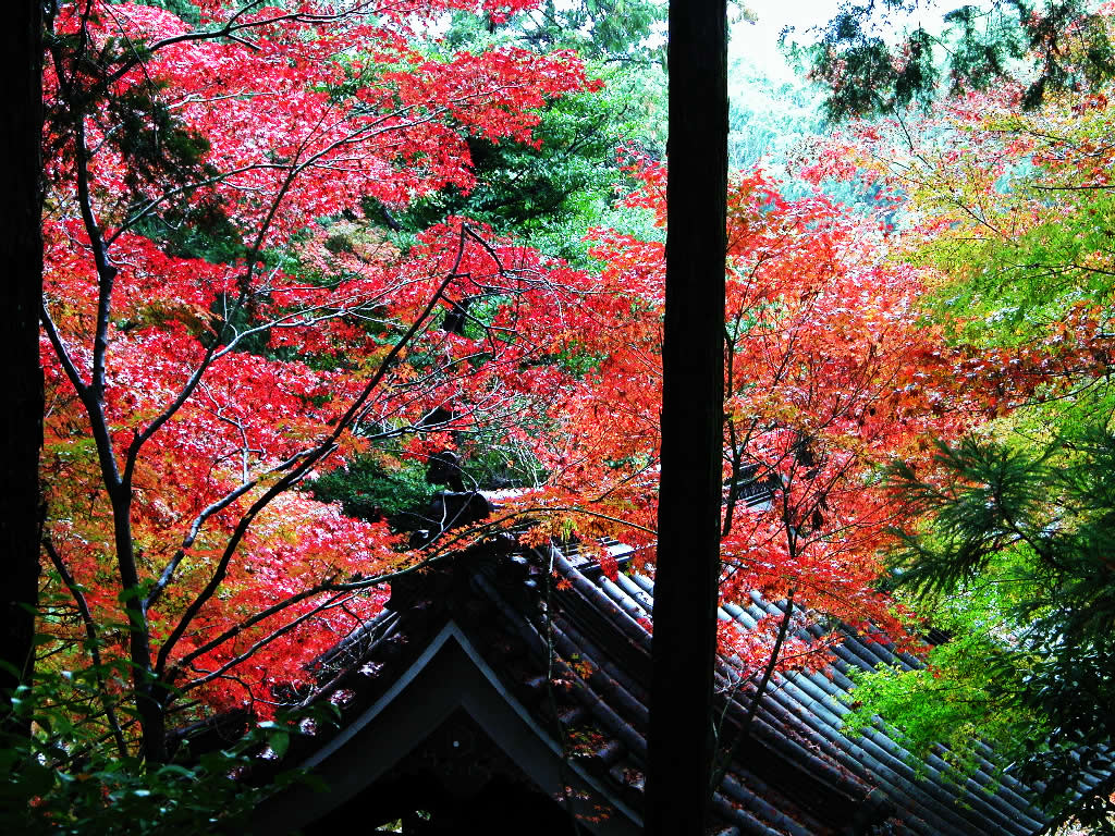 Komyo-ji Best time to see of autumnal leaves