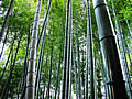 The wood of the bamboo of Kodai-ji