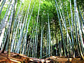 The wood of the bamboo of Kodai-ji