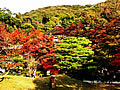 The autumnal leaves of the Kodai-ji garden