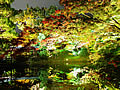 Autumnal-leaves lighting of Garyu pond