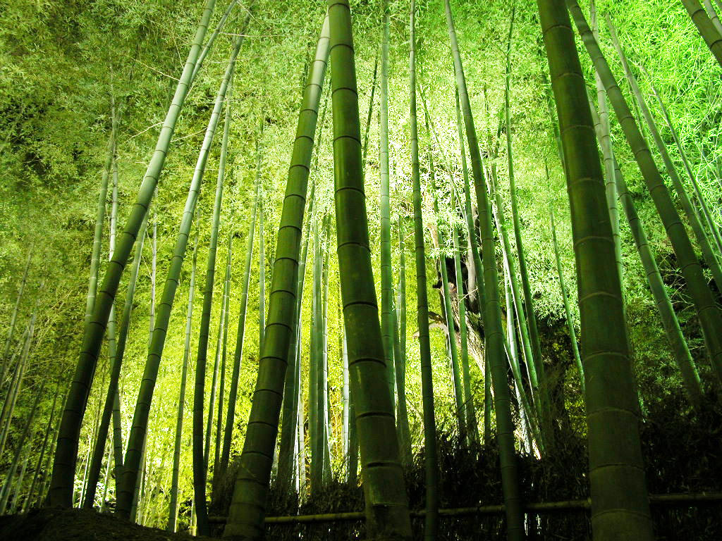 The night view of the wood of the Kodai-ji bamboo