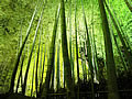 The night view of the wood of the Kodai-ji bamboo 
