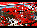 香嵐渓の紅葉の見頃