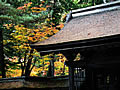 Best time to see of the Koyasan autumnal leaves