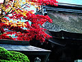 The autumnal leaves of Koyasan