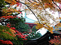 Kongobu-ji and Konpon Daito, and autumnal leaves