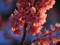 ピンク色のエドヒガン桜