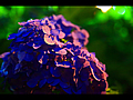 ライトアップ紫の紫陽花
