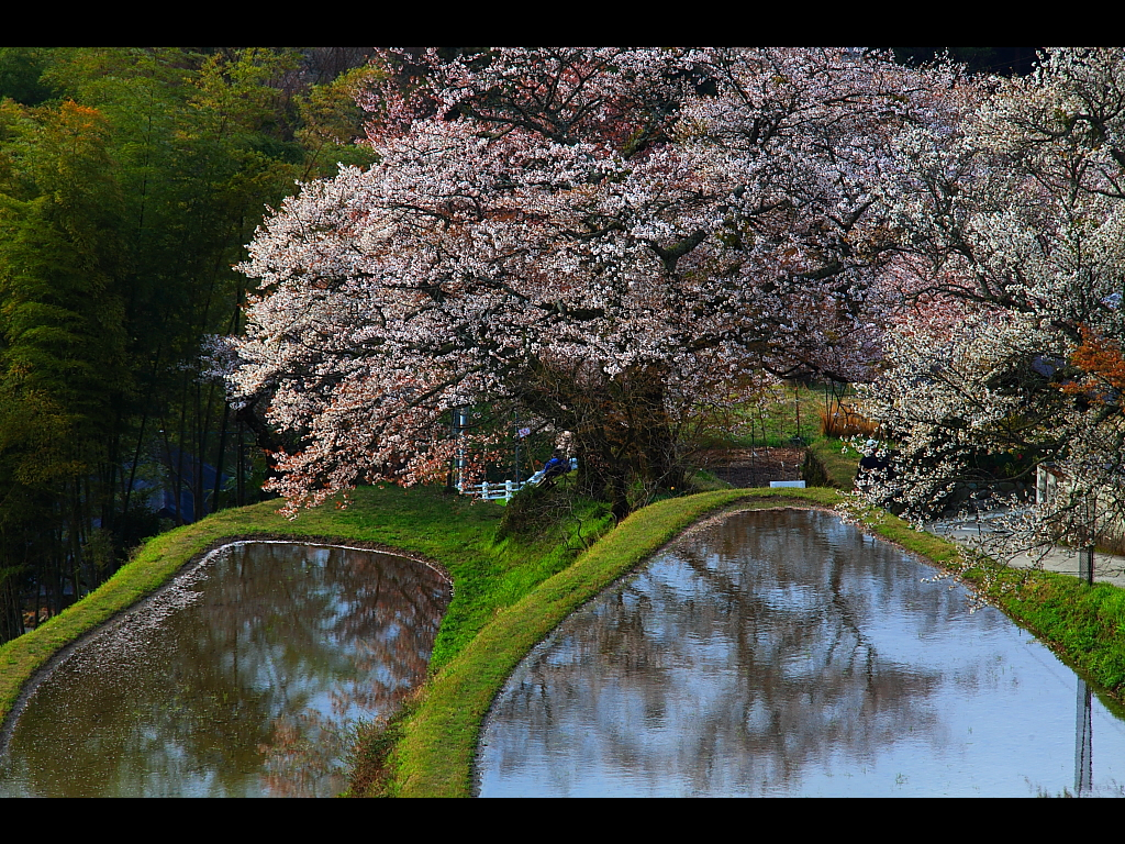 三多気の桜の駐車場　左クリックで三多気の桜へ右クリック背景に設定で壁紙へ