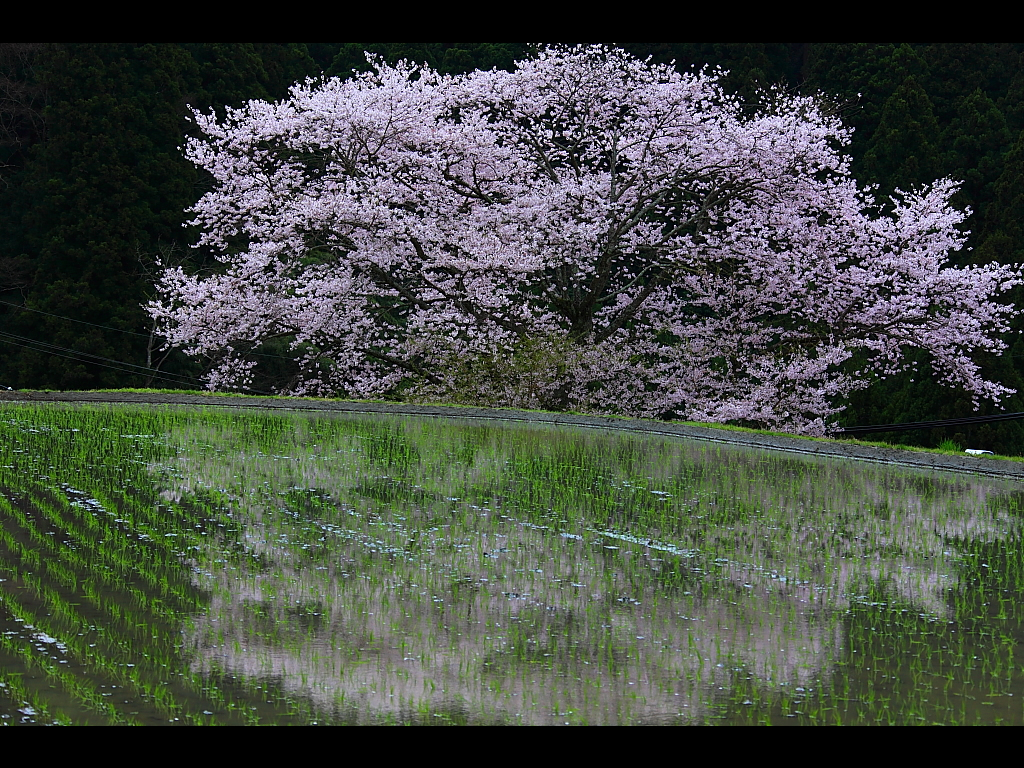 諸木野の桜　左クリックで三多気の桜へ右クリック背景に設定で壁紙へ