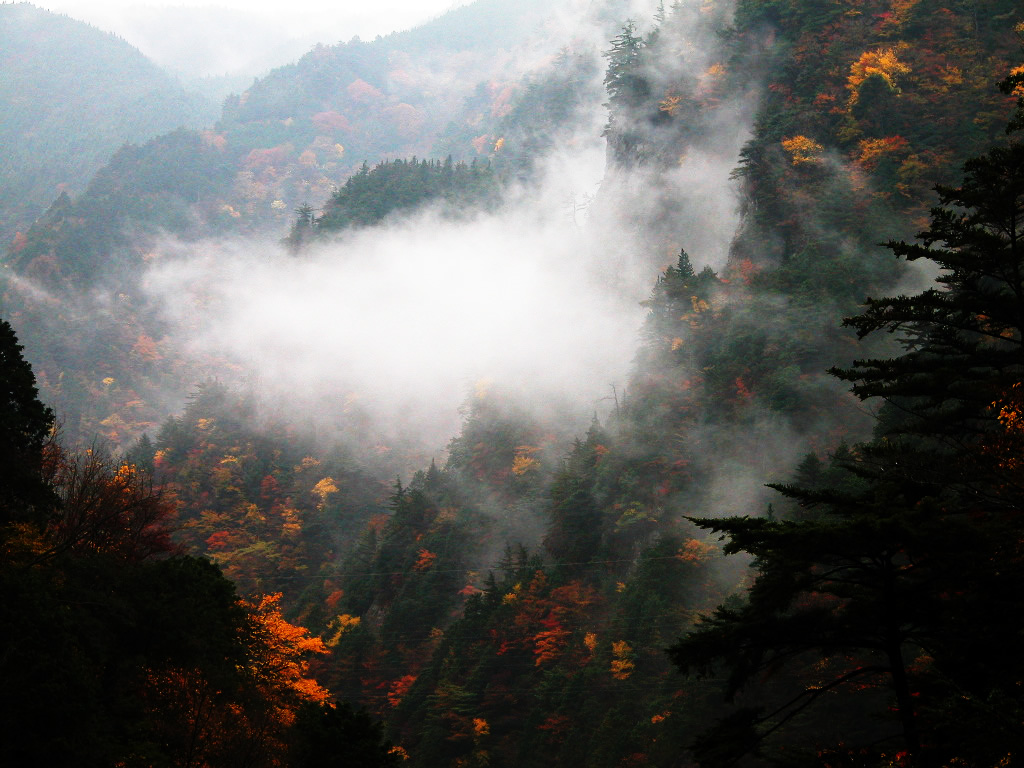 霧立ち登る早朝のみたらい渓谷　左クリックでみたらい渓谷紅葉へ右クリック背景に設定で壁紙へ