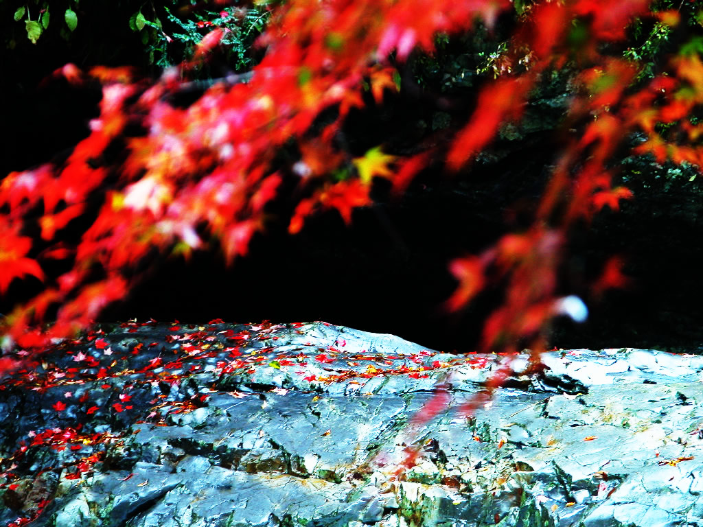 岩に散る紅葉模様　左クリックでみたらい渓谷紅葉へ右クリック背景に設定で壁紙へ
