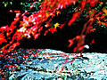 岩に散る紅葉模様