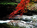 紅葉と渓谷美